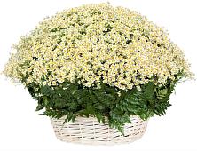 Цветочная композиция из Ромашки в корзине #REPLACE_PRED# Большевик